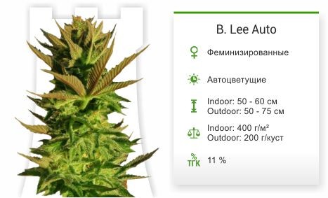 B. Lee Auto fem от Kannabia Seed Company
