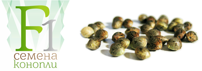 Семена конопли F1