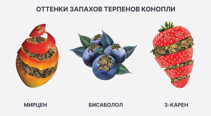 Мирцен, бисаболол, 3-карен