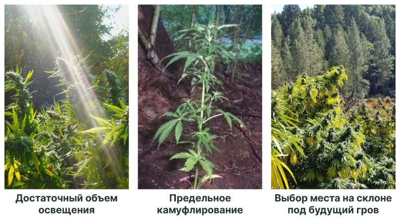 Идеальное место для выращивания конопли