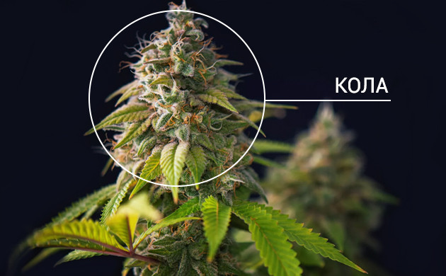 Кола марихуаны