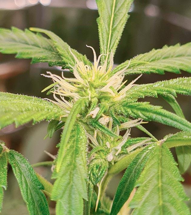 Куст Auto Orange Bud на 9 неделе выращивания