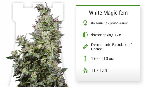 White Magic fem от Mandala Seeds