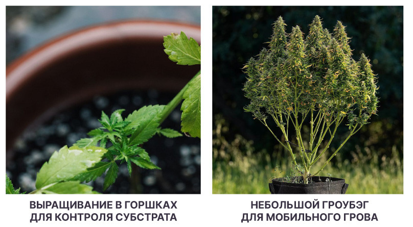 Горшки и гроубэги для выращивания