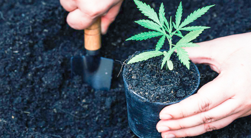 Посадка каннабиса в открытый грунт