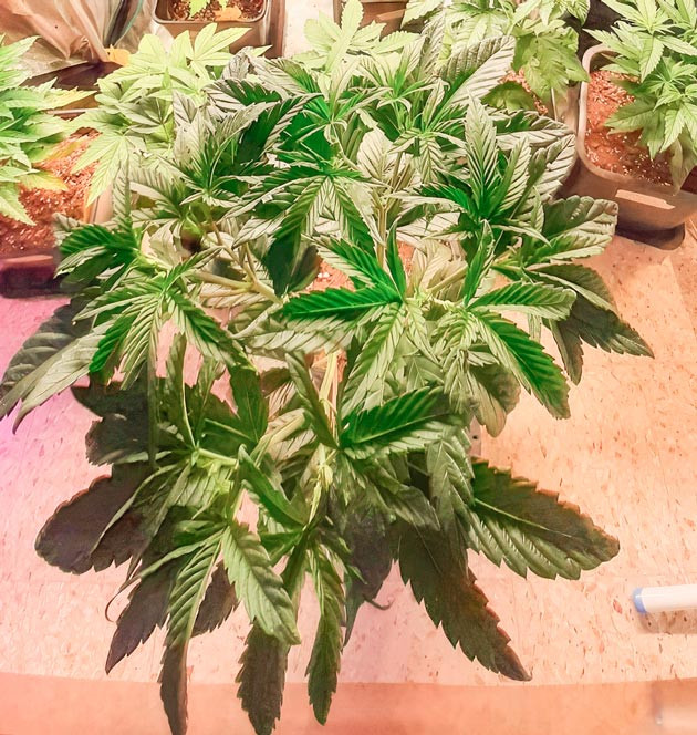 Куст Fullgas от Green House Seeds на 6 неделе