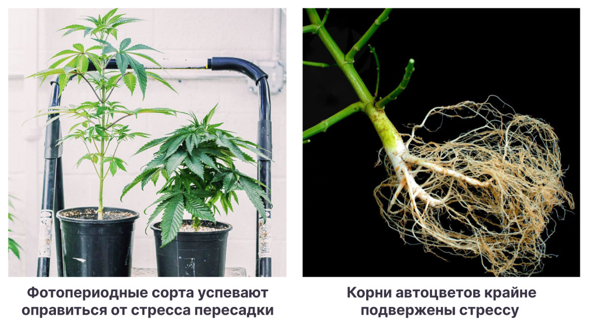 Различия в световых потребностях фотопериодных и автоцветущих сортов