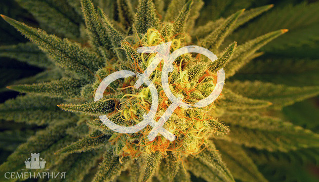 Соцветия конопли разных полов