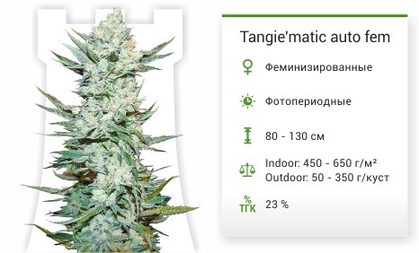 Tangie’matic auto (FastBuds)