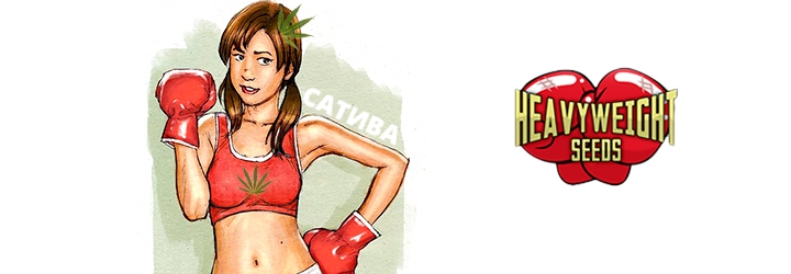 Взрывоопасная Сатива от Heavyweight seeds