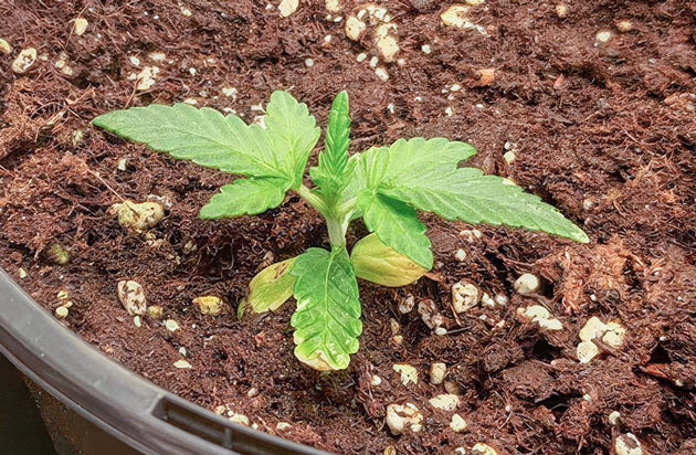 Росток Lemon Tree от Barney's Farm на 1 неделе