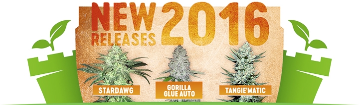 FastBuds пополнение