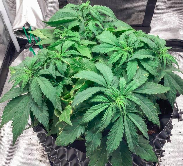 Куст Godzilla Cookies Auto от Herbies Seeds на 5 неделе