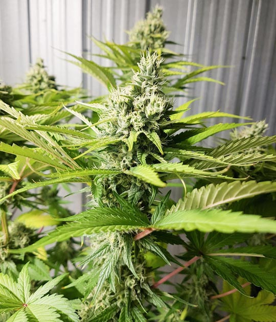 Соцветие на 10 неделе выращивания