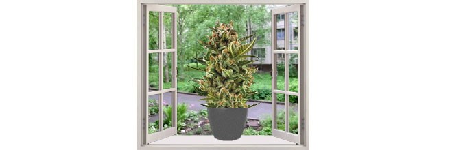 Пренебрежение скрытностью при выращивании конопли