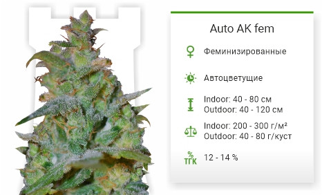 Auto Ak от Female Seeds