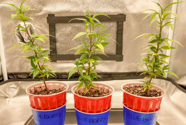 Кусты Blueberry Muffin на 3 неделе выращивания