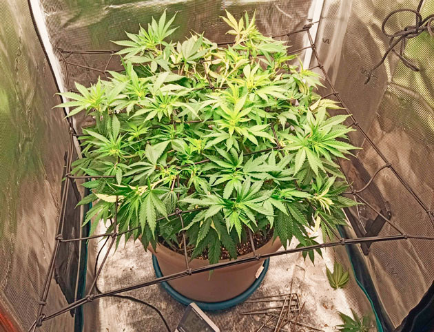 Куст Bruce Banner #3 на 8 неделе