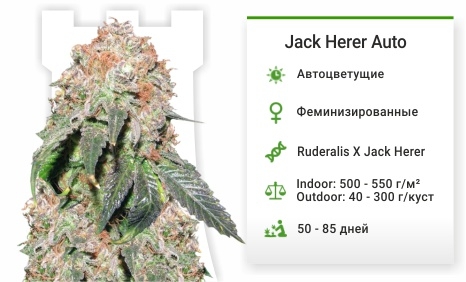 описание сорта Jack Herer Auto