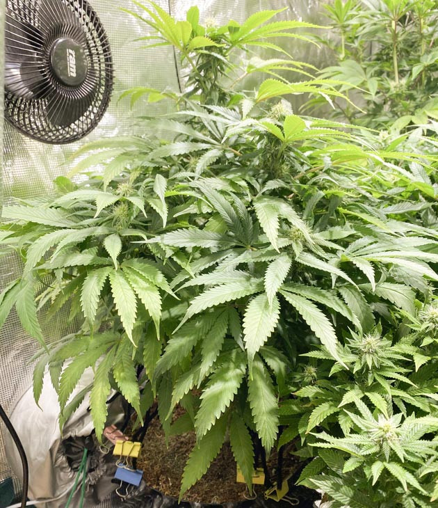 Куст Gorilla Glue #4 от Original Sensible Seeds на стадии цветения