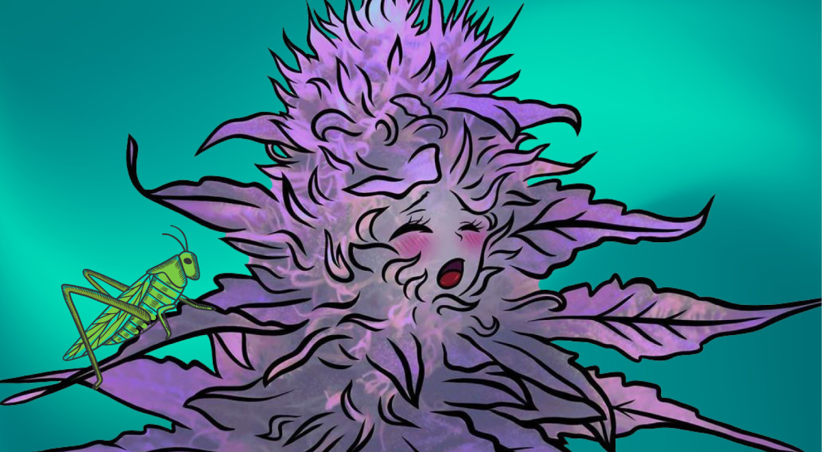 Конопля и вредители