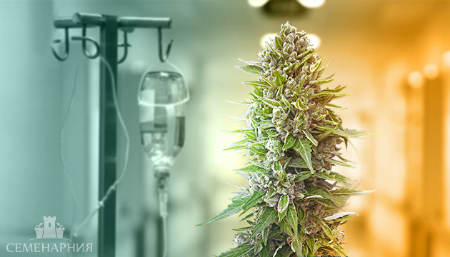 Болезни конопли