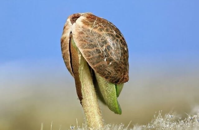 Росток каннабиса в возрасте пяти дней