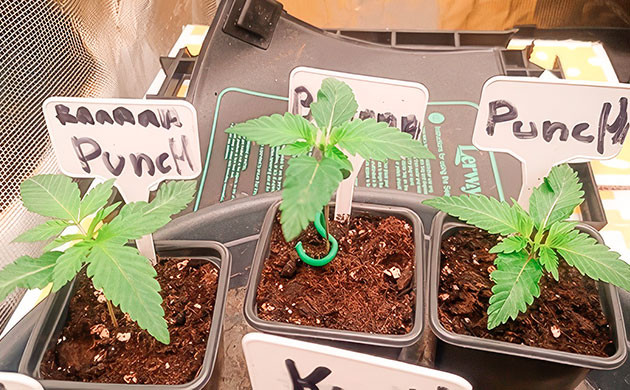 Ростки Banana Punch от Barney's Farm на 1-2 неделе