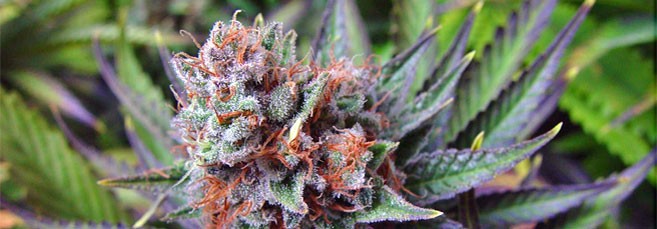 Сенсимилья марихуаны