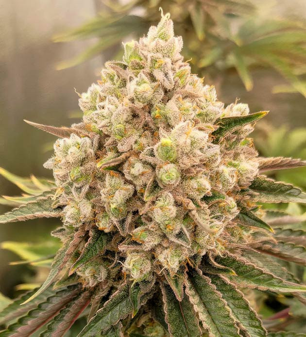 Кусты Lemon Tree на последних неделях выращивания