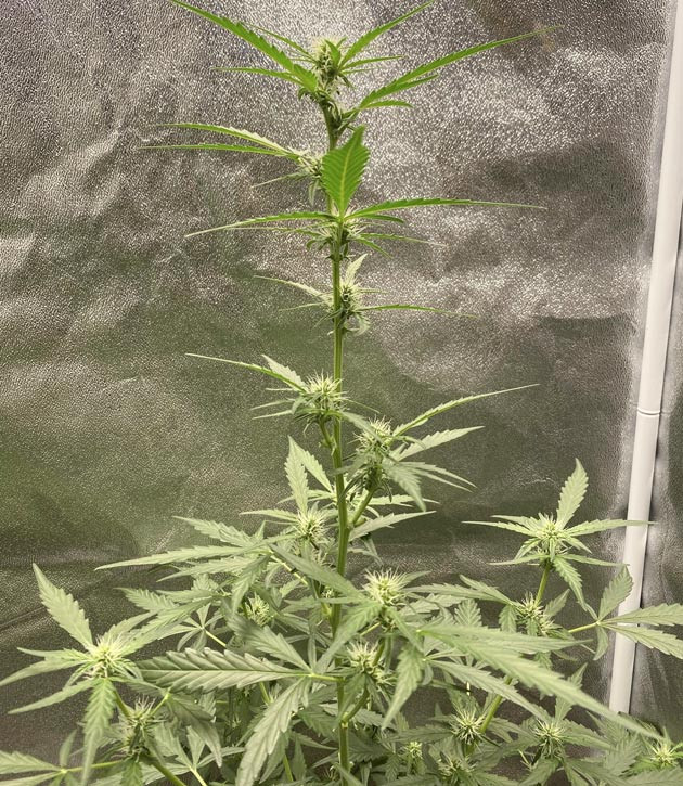 Куст Banana Purple Punch Auto на 6 неделе