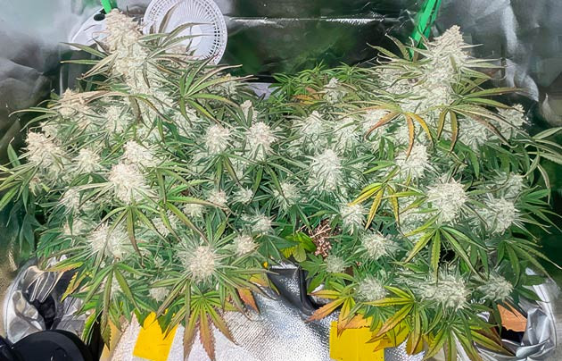 Кусты Apollo F1 Auto от RQS на 9 неделе