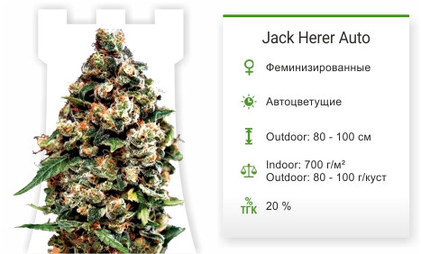 Jack Herer Auto от Green House Seeds