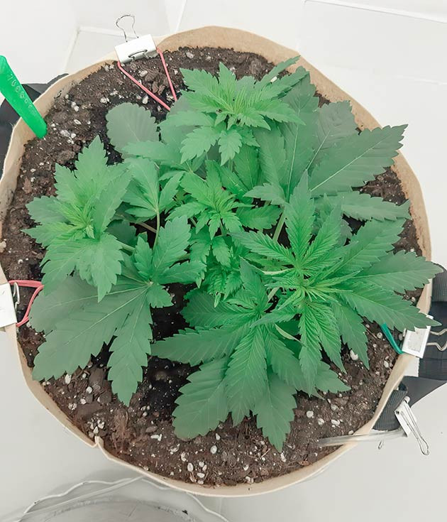 21 день выращивания Blackberry Moonrocks