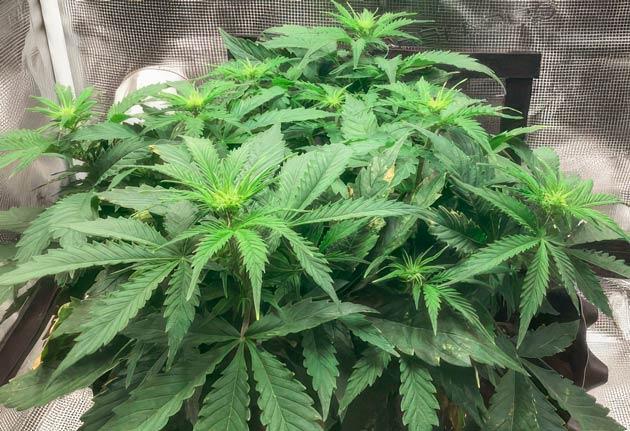 Куст Godzilla Cookies Auto на 6 неделе выращивания