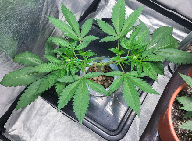 Куст DDoS #33 от Herbies Seeds на 3 неделе