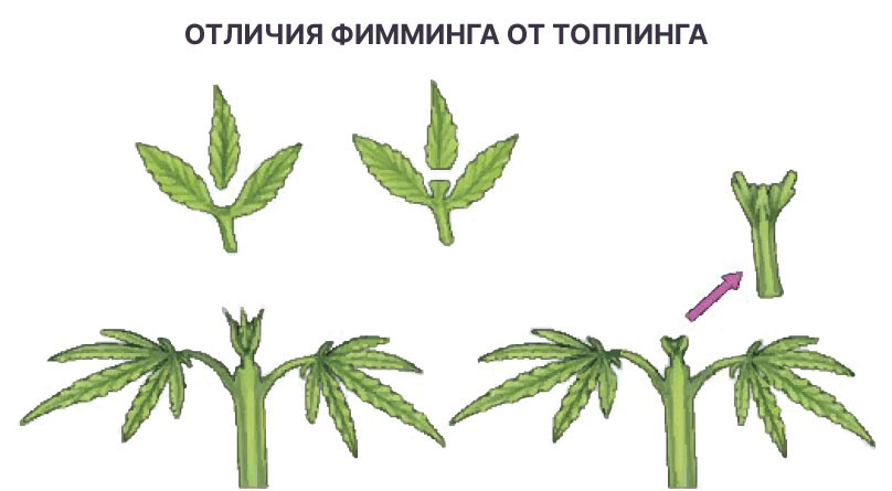 Как делать фимминг
