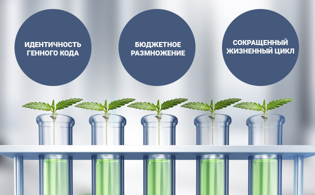 Плюсы клонирования растений