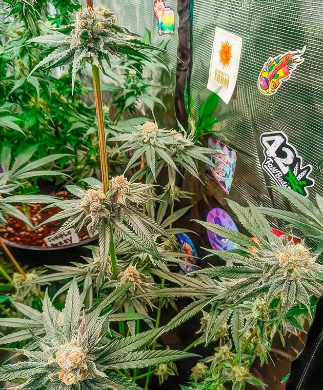 Кусты Banana Punch на 12-13 неделе выращивания