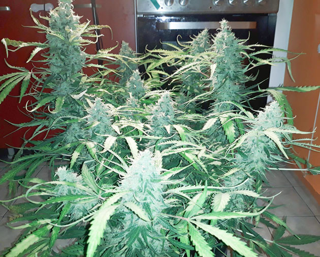 9 неделя выращивания