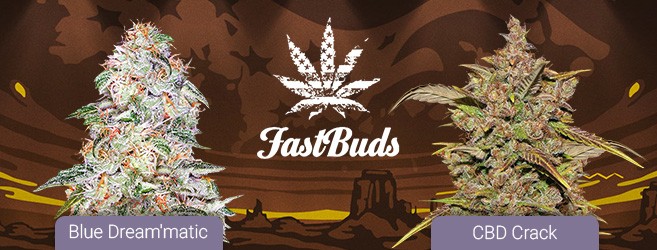 Пополнение ассортимента Семенарнии новинками от сидбанка FastBuds