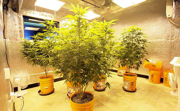 Кусты в гроуруме