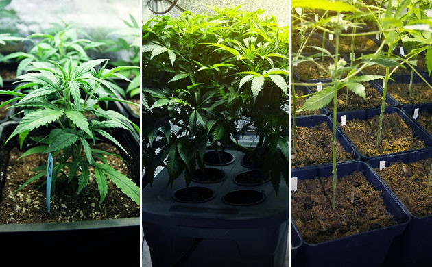 Почвенный и беспочвенный метод выращивания