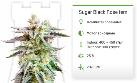 Sugar Black Rose Auto от Delicious Seeds
