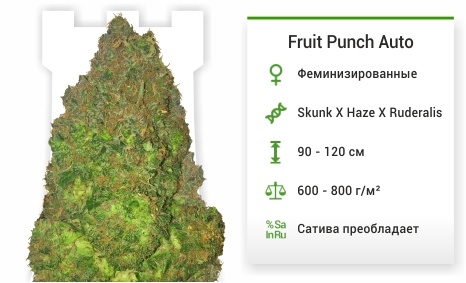 описание сорта Fruit Punch Auto