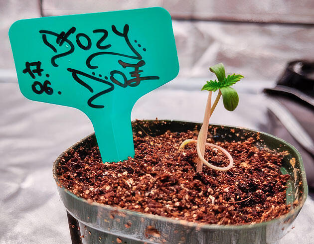 Росток Dozy Doz от AlphaFem Seeds на 1-2 неделе выращивания