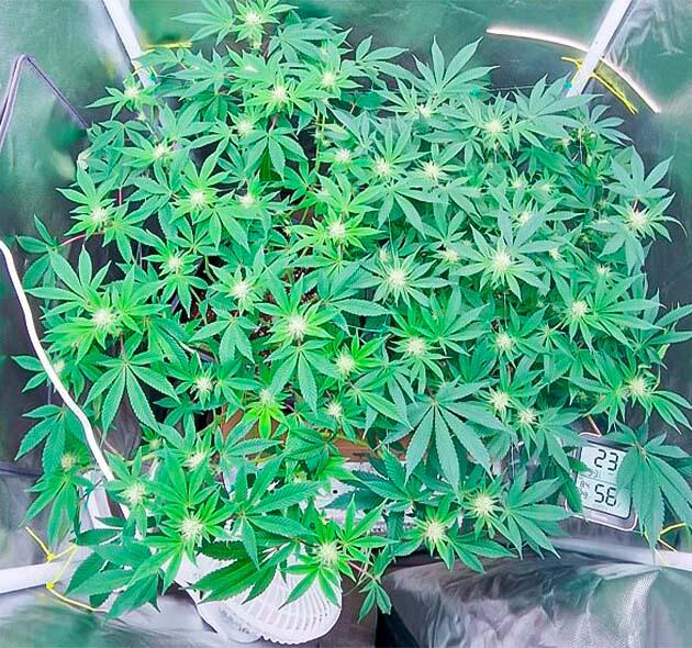 10-11 неделя сорта Poddy Mouth от Humboldt Seed Company