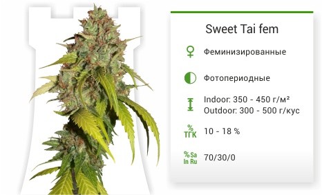 Sweet Tai fem (Sweet Seeds)