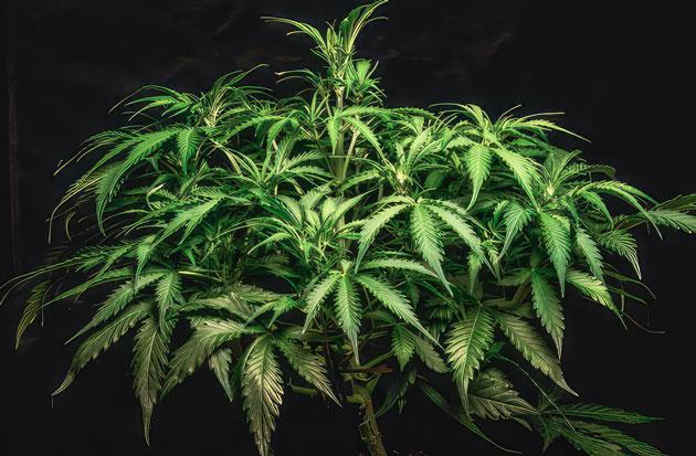 Куст Lemon AK Auto на 6 неделе выращивания