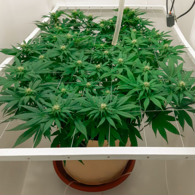 Куст Blackberry Moonrocks на 83 дне выращивания